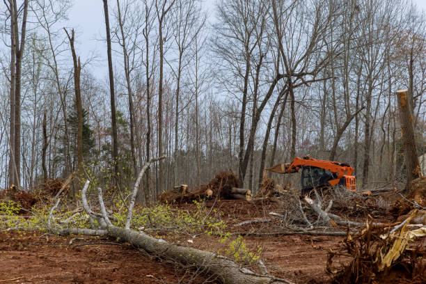 Best Emergency Tree Removal  in Gibson, AR