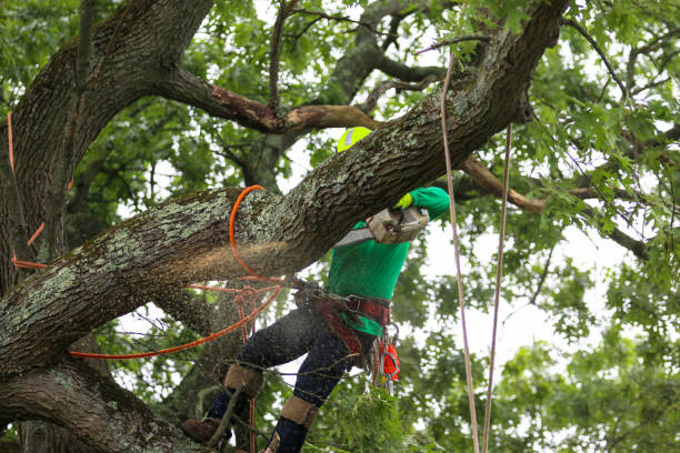 Best Commercial Tree Services  in Gibson, AR